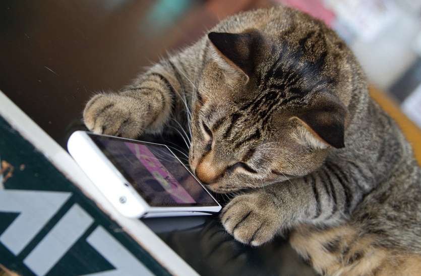 Ahora también podremos entender el maullido del gato, el ex ingeniero de Amazon creó 'Cat Translator'