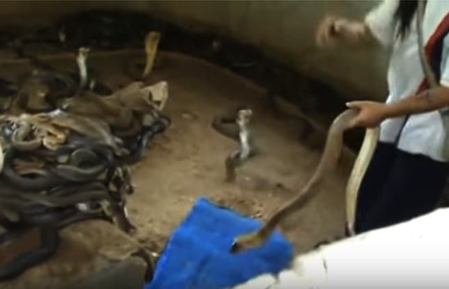 Man Selecting Cobras For Snake Show video 