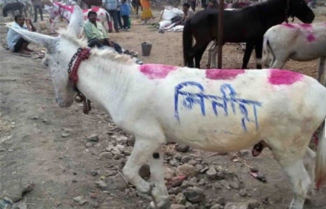 Ujjain Donkey Fair