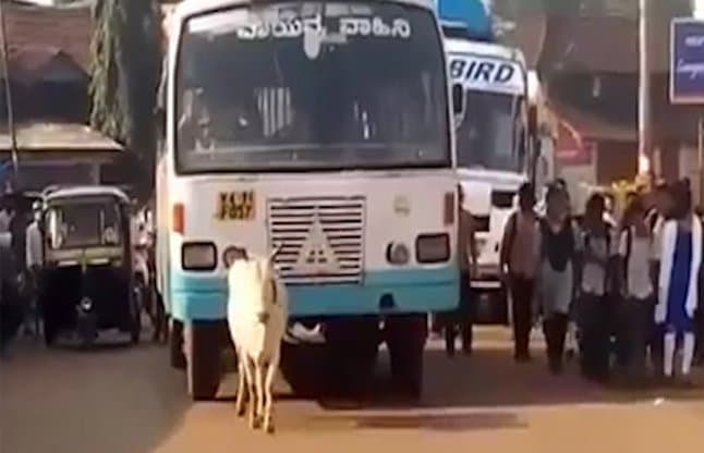 Cow stopping bus