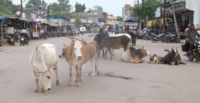 cattle giving milk malnutrition