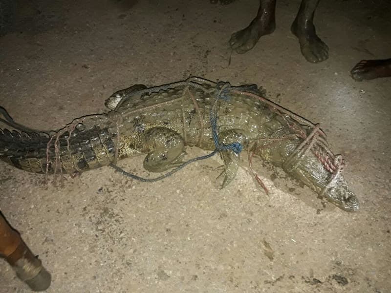 Crocodile In Mirzapur