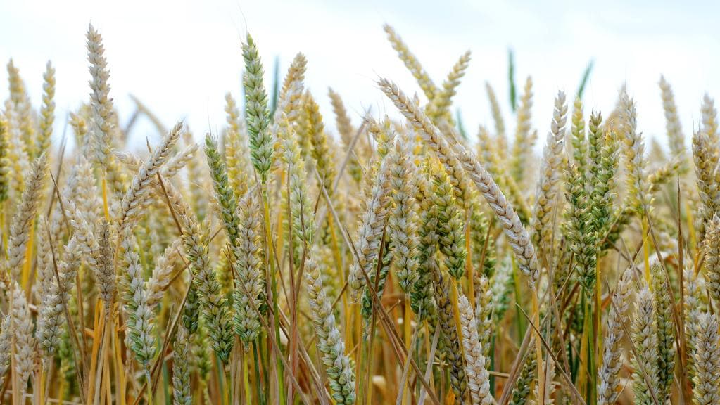 Wheat Variety Discover For Diabetes Disease