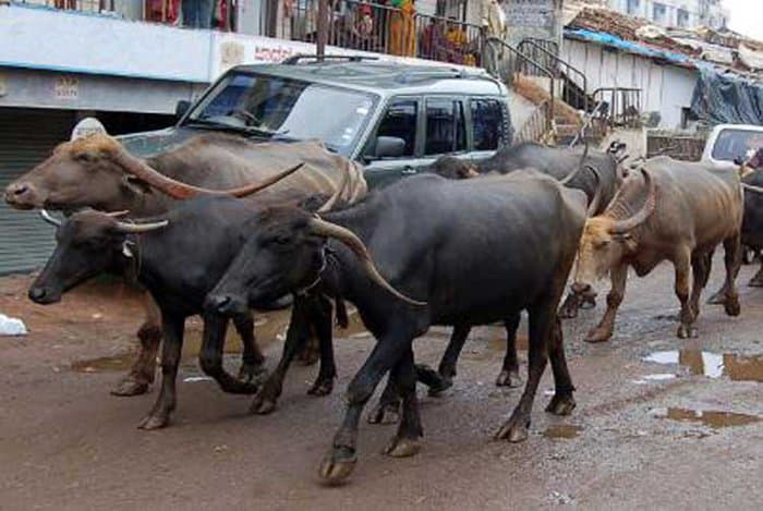 stray cattle in kota, hit stray cattle, Road Accident in kota, municipal Corporation, kota municipal Corporation, UIT Kota, Rajasthan Patrika, Kota Patrika, Patrika News, Kota News,  