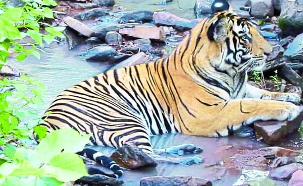 Panna Tiger Reserve latest news in madhya pradesh