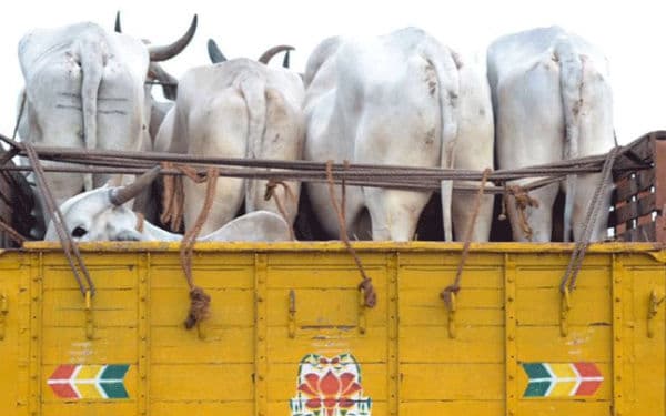 reason behind increasning cow smuggling