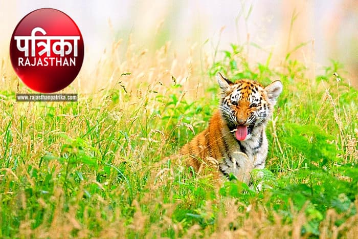 Mukundara Hills Tiger Reserve,  Ranthambore Tiger Reserve, Tiger in Mukundra, Tiger in Rajasthan, Tiger in Kota, Tiger in India, Tiger Reserve In Rajasthan, Tiger Reserve In India, Wild Life Century In India, Rajasthan Tourism,  Wild Life Tourism in India, 