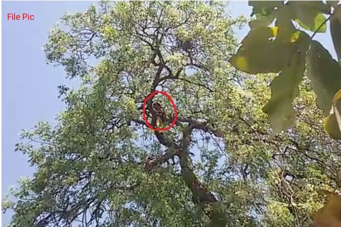 Woman climbing on Tree and start Creating Drama Treatment starts in SMS Hospital