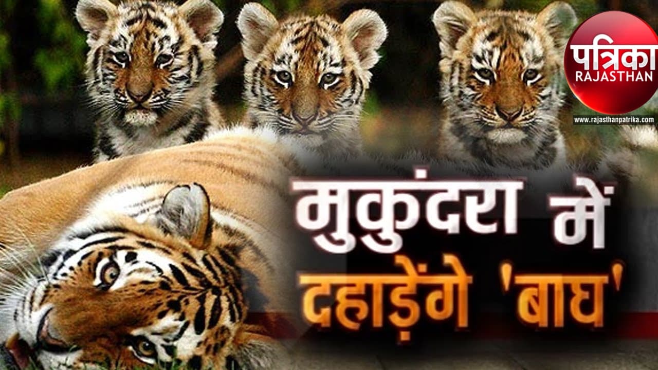 Mukundara Hills Tiger Reserve,  Ranthambore Tiger Reserve, Tiger in Mukundra, Tiger in Rajasthan, Tiger in Kota, Tiger in India, Tiger Reserve In Rajasthan, Tiger Reserve In India, Wild Life Century In India, Rajasthan Tourism,  Wild Life Tourism in India, enclosure in Mukundara Hills Tiger Reserve  