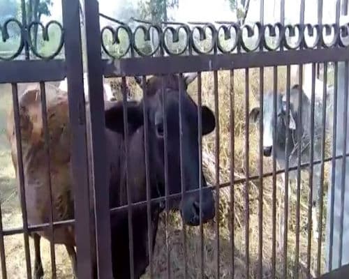cow hostage