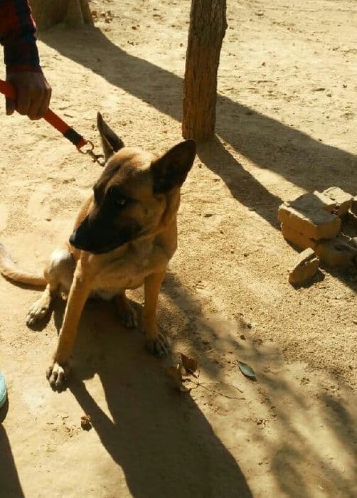Belgium shepherd dog jia will stop liquor smuggling in alwar election