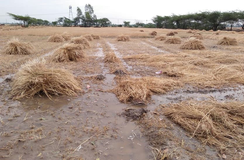 rain,heavy rain,Farmer distress,farmer,torrential rain,farmer's issues,Rain environment,