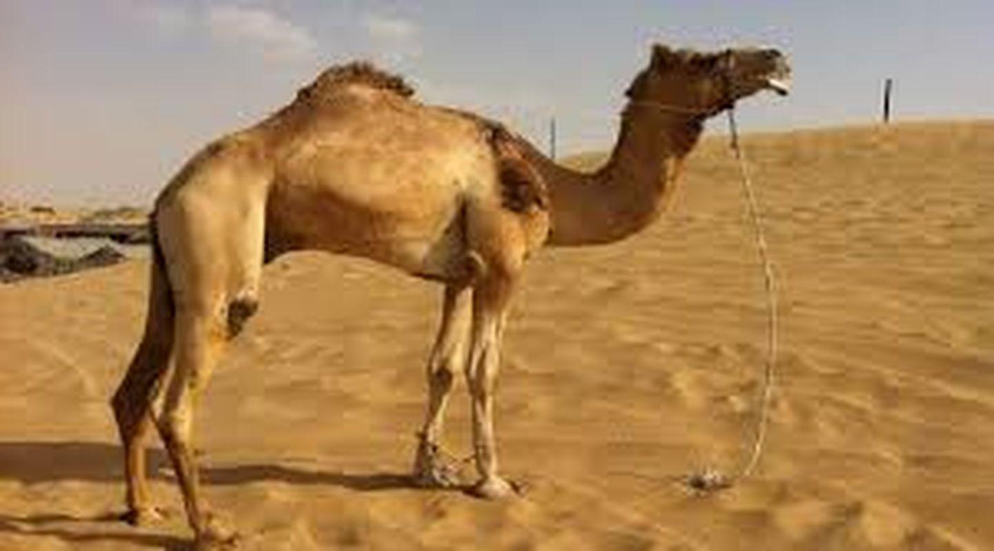 death of camel