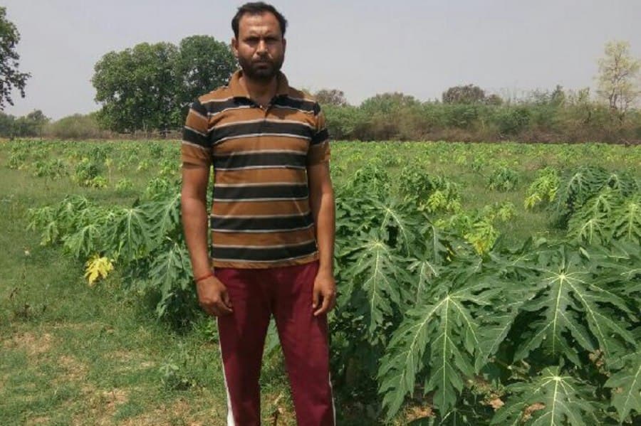 Hitech farming: Retire army man plant papaya farming, now earn income