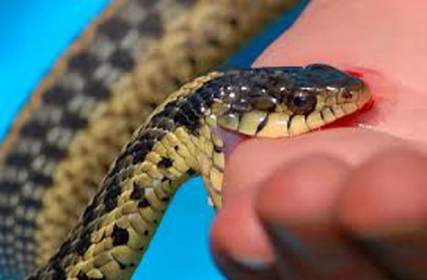 do not five mistake after snake bite it can be danger for life