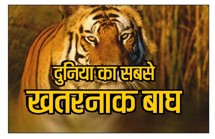 most dangerous tiger in india