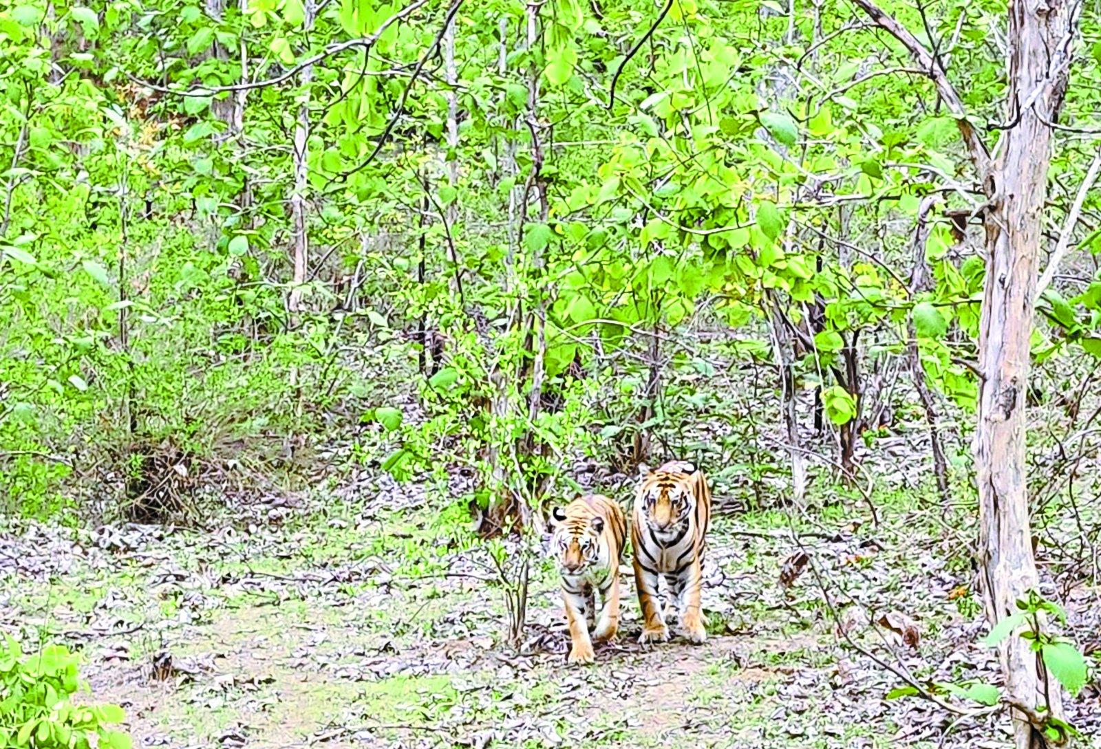 Tiger tigress trouble hazard Not checked up
