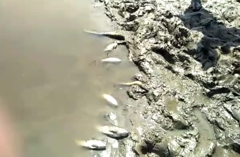 fish death in ganga water