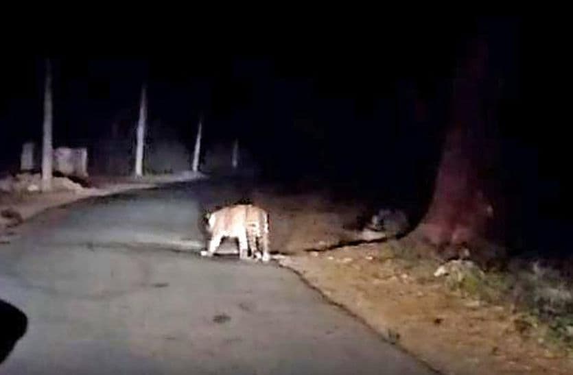 Leopard Came On Road Near Tijara Alwar