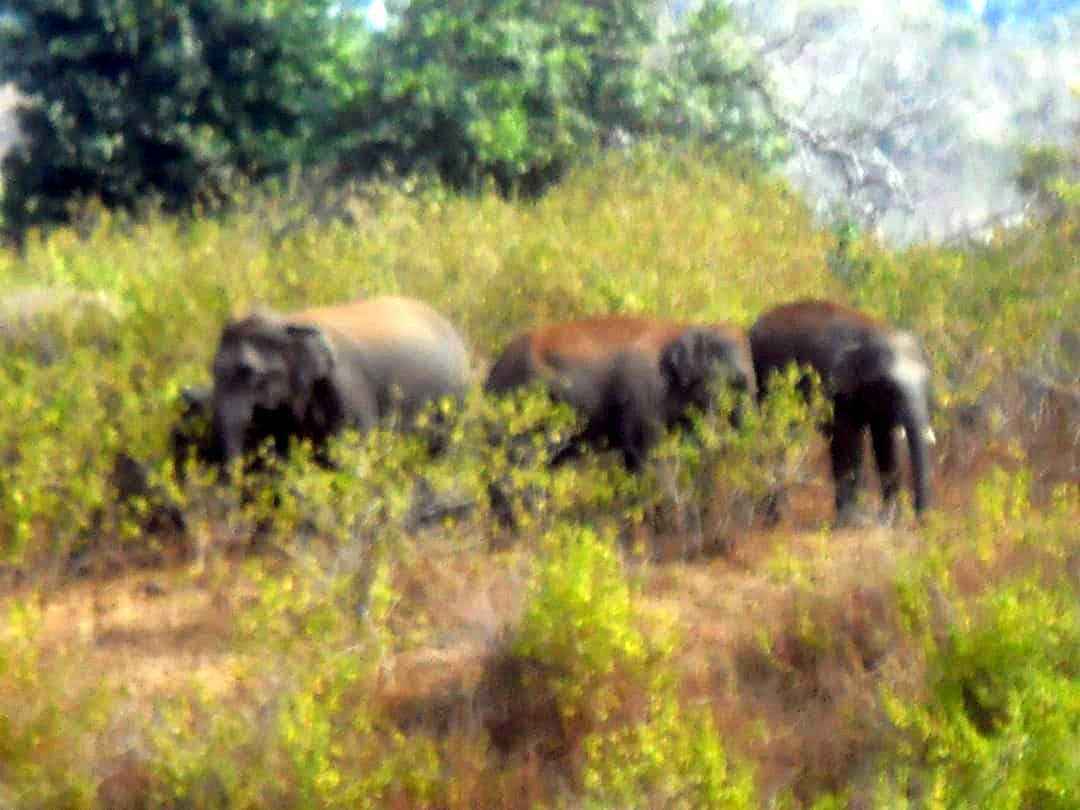 Elephant family movement in six villages with two children