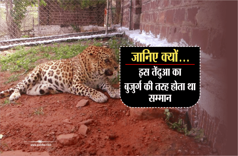 This leopard would have been respected like the elderly