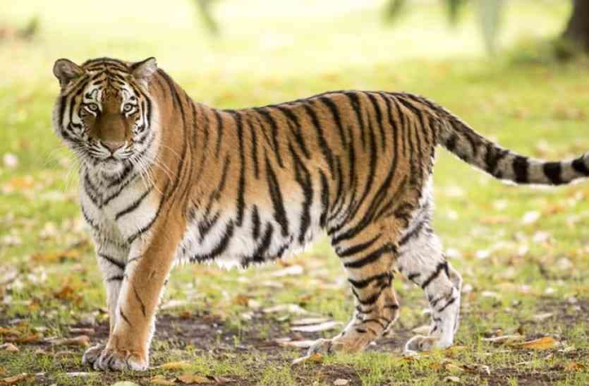 Bengal Tiger,royal bengal tiger news,tiger in India,Tiger researve,total tiger in india,kanha tiger researve,project tiger in india,Panna Tiger Researve,