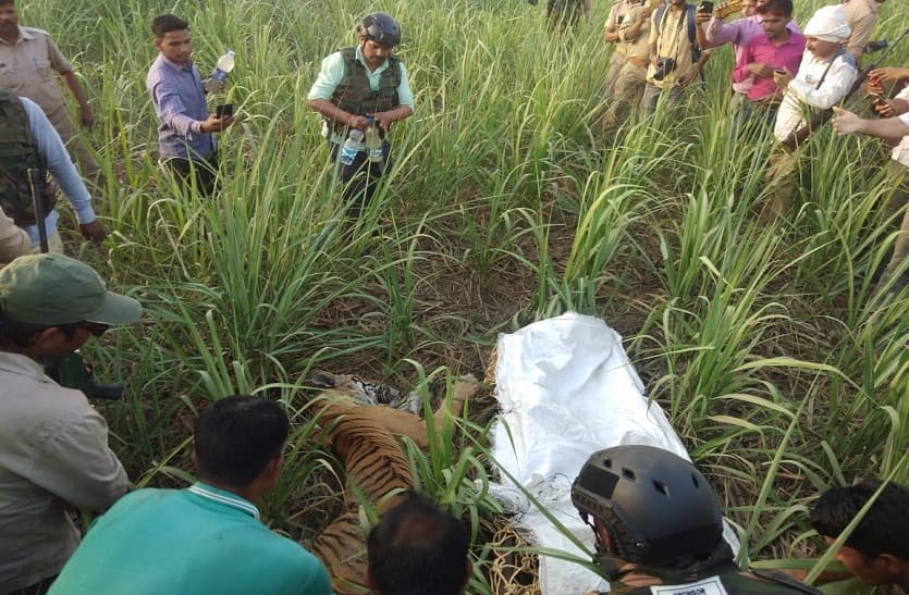Tigers caught in Pilibhit sent to Lucknow Zoo