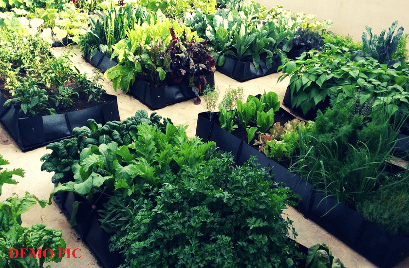 Vegetables will now grow on rooftops in Bihar