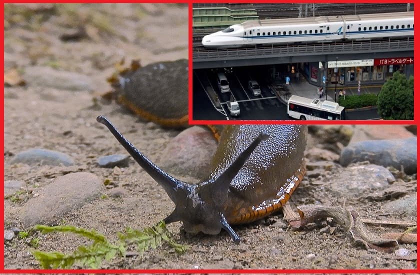 a slug caused railway chaos in japan