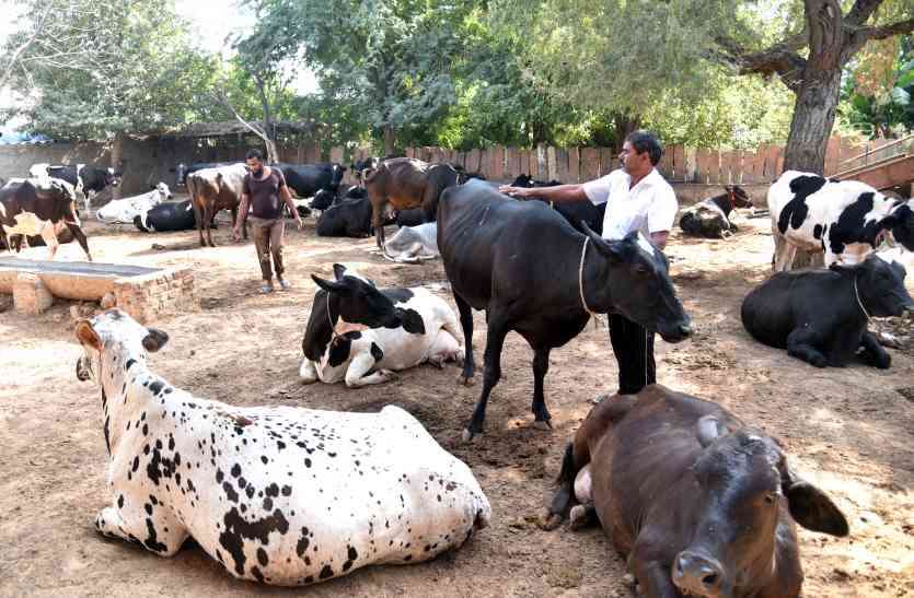 Minority Department Dairy Loan In Rajasthan