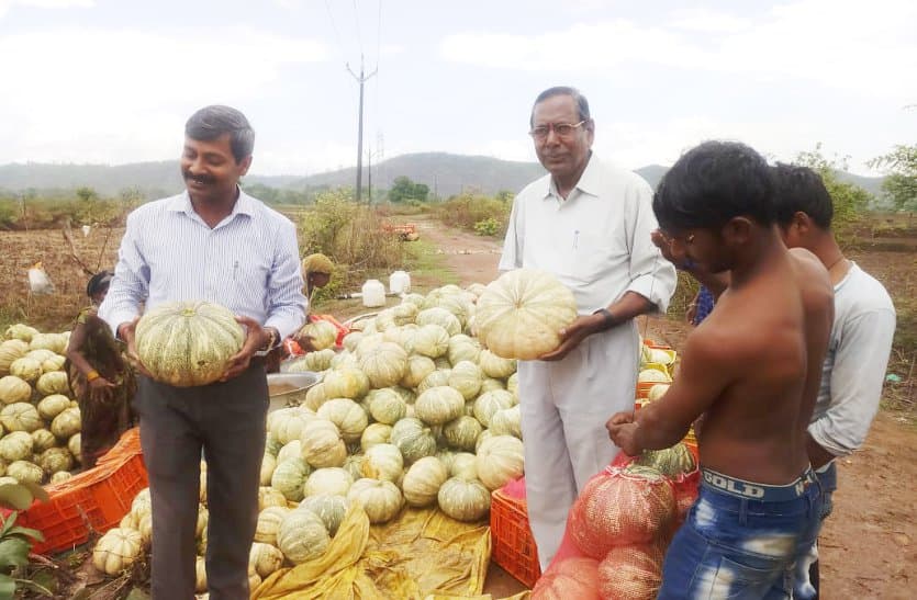 Income of farmers getting pumpkin cultivation