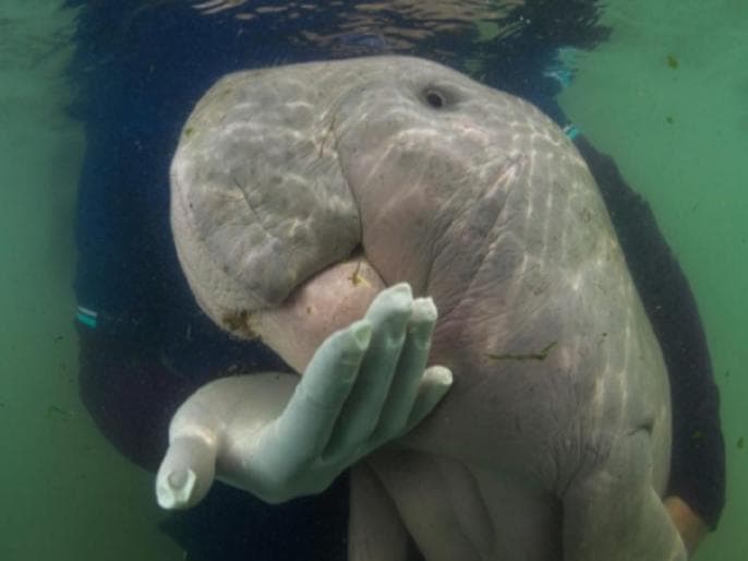 marium sea dugong