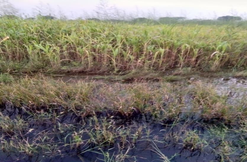 पानी में डूबी फसलें,80 फीसदी तक नुकसान, किसान संघ ने की मुआवजे की मांग