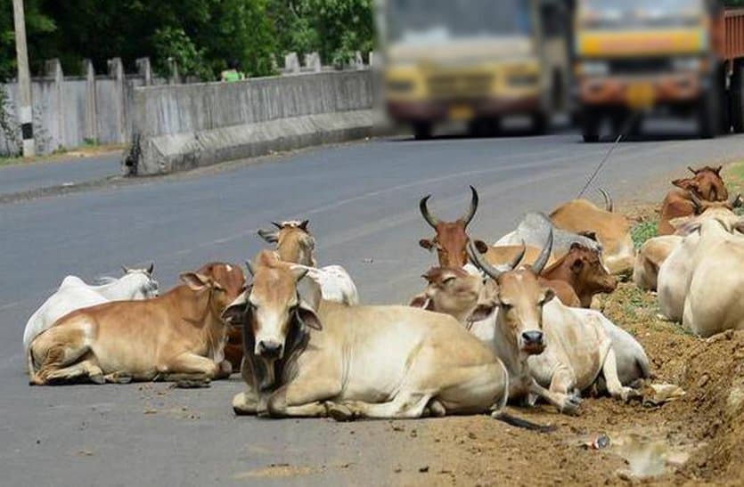 Government Strict people leave cows on the roads