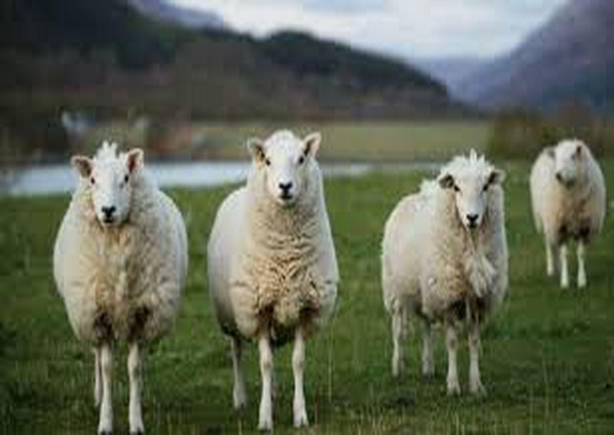 Surat News; श्वानों के हमले में 150 भेड़ों की मौत
