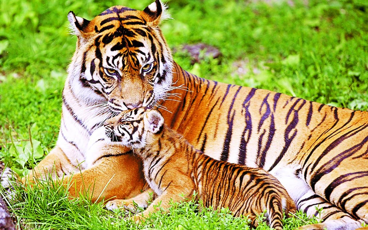 छोटे पड़ रहे जंगल: रणथम्भौर में क्षमता 50 की, रह रहे 71 बाघ