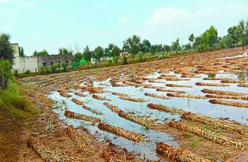 बारिश से किसानों की मेहनत पर पानी
