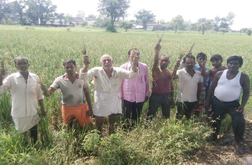 Paddy crop getting spoiled due to Khaira disease