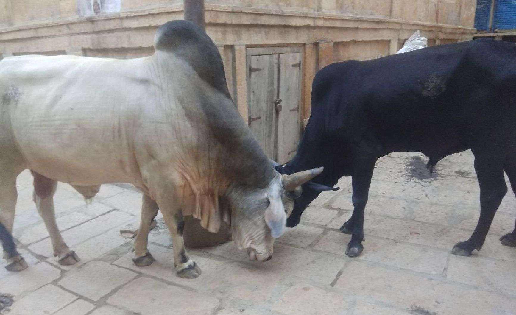 Common problem of stray animals in jaisalmer city