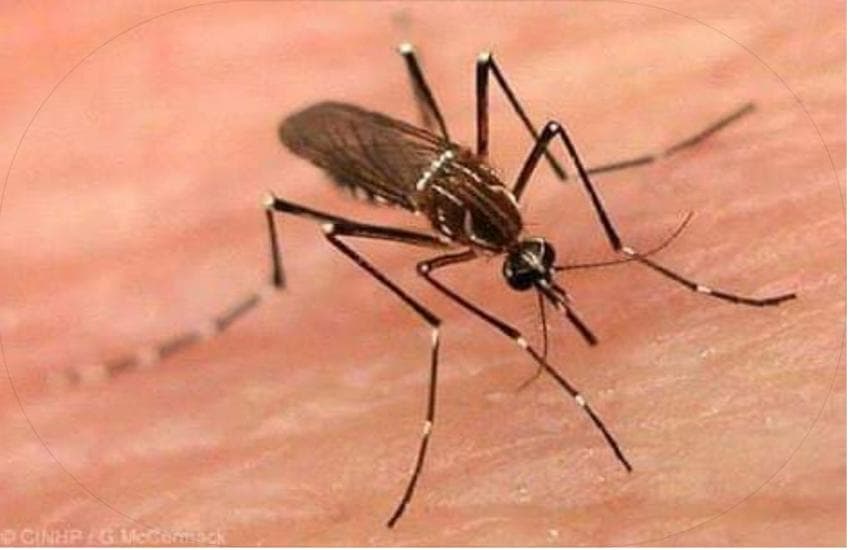 Dengue : कांग्रेस का आरोप- RMC नहीं बता रहा डेंगू के मरीजों का सही आंकड़ा