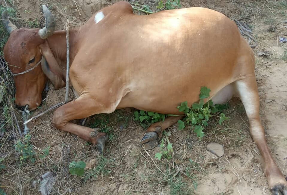 झूल रही बिजली लाइन के करंट से गाय की मौत