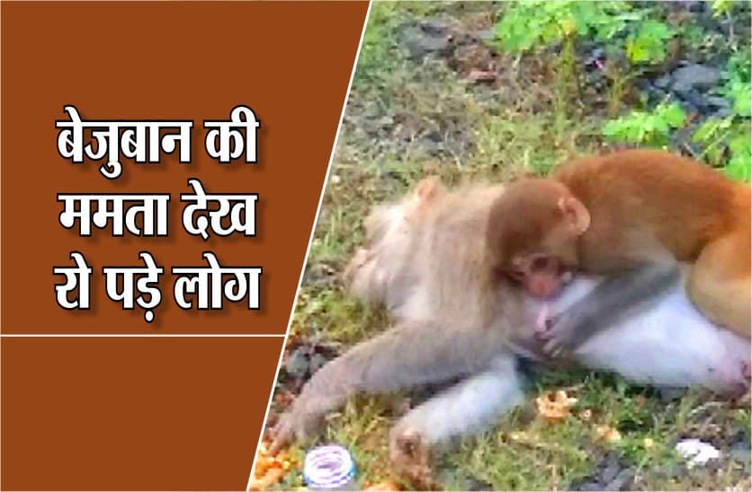 maa ki mamta: baby monkey weeps over mothers carcass in high way