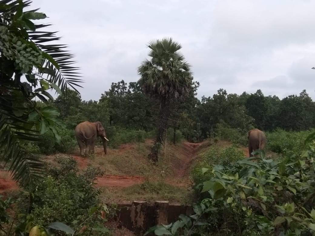 जंगल से निकल गांव में घुसे हाथियों ने मचाया तांडव