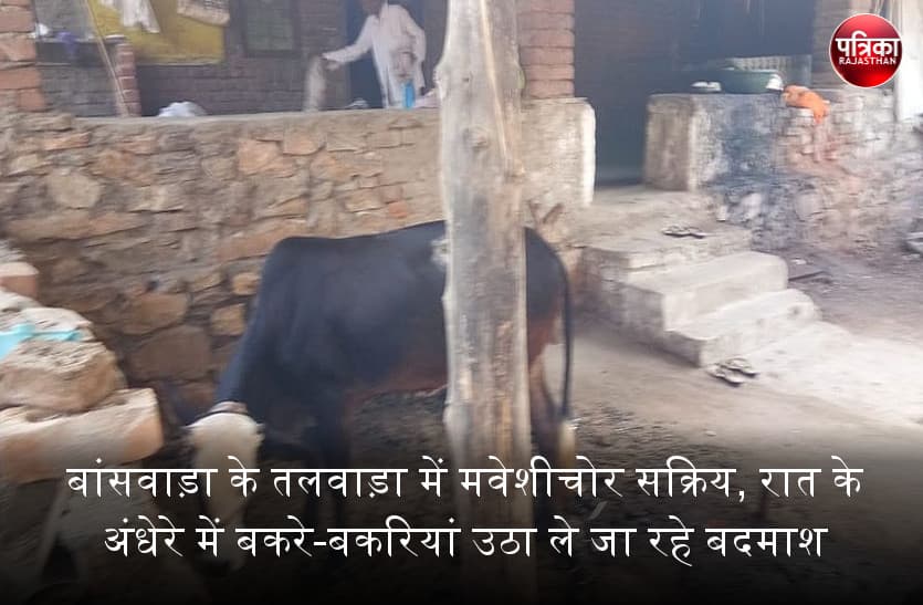 बांसवाड़ा के तलवाड़ा में मवेशीचोर सक्रिय, रात के अंधेरे में बकरे-बकरियां उठा ले जा रहे बदमाश