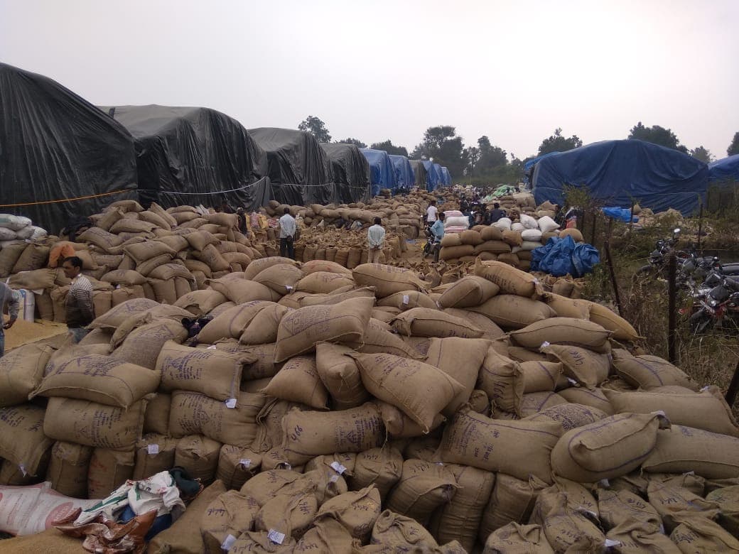 Officers are not getting godowns, 16 thousand metric tons of paddy ar