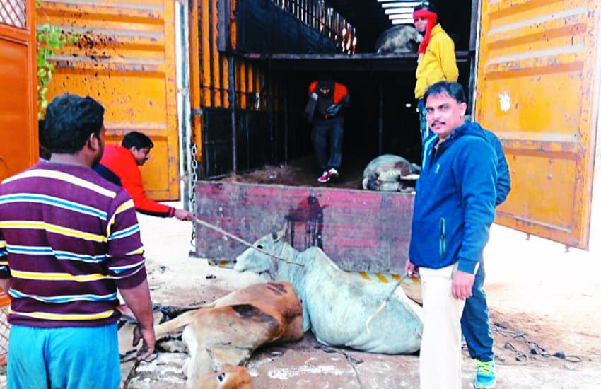 Container was smuggling cattle, 45 cows were recovered, 3 were destroyed