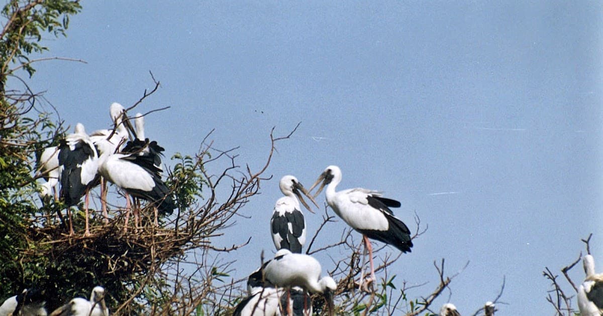 विलुप्ति की कगार पर पक्षियों की कई प्रजातियां
