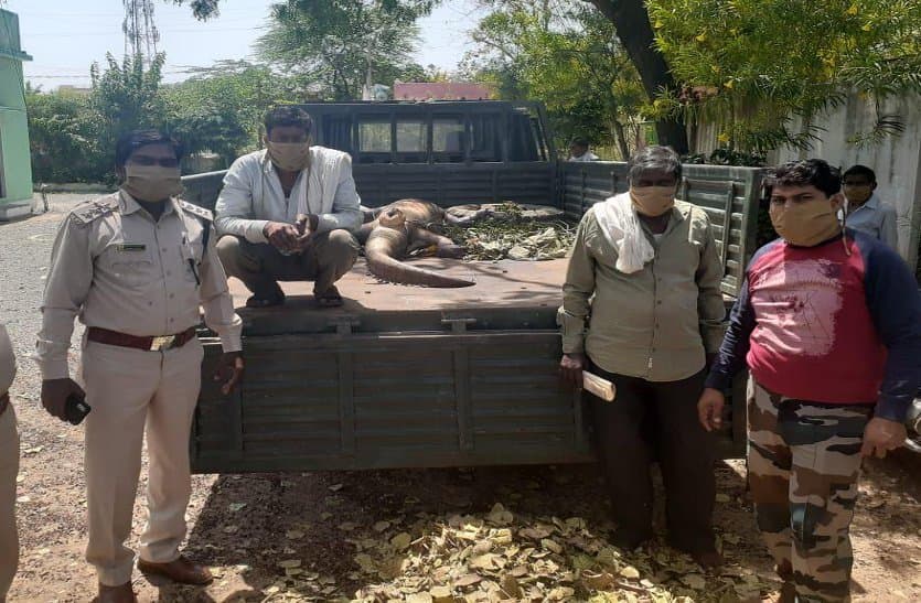 Betwa River explosion Death of crocodile in datia 