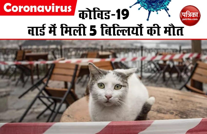coronavirus 5 cats who found in covid-19 ward died in kerala