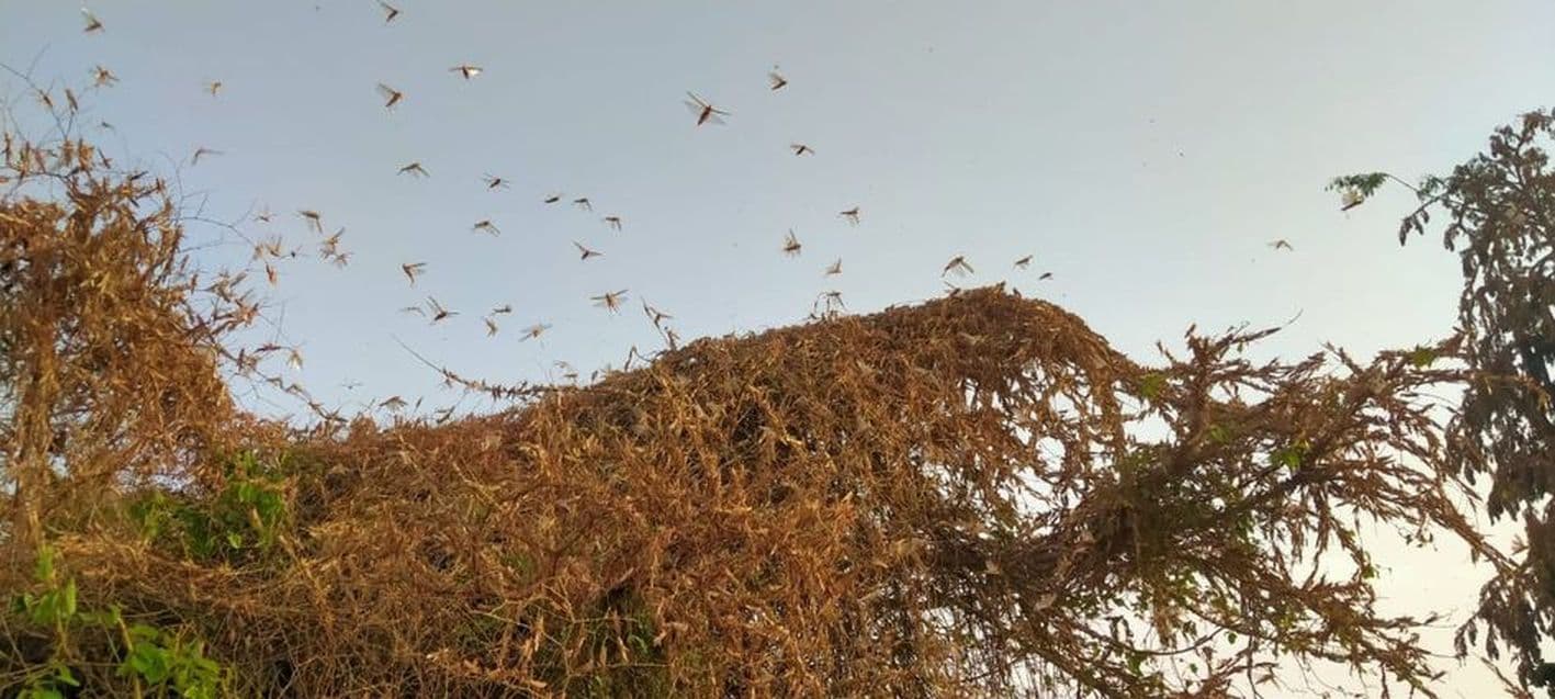 Locust swarm arrived in Udaipur district